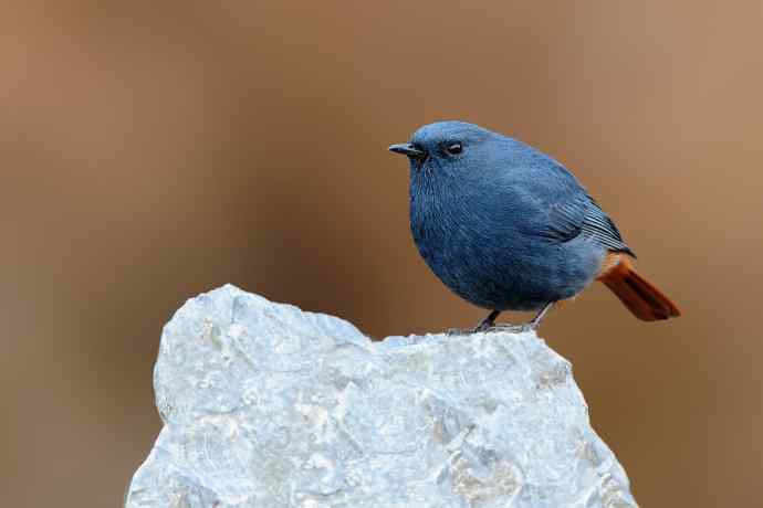 明星鸟鈥斺敽斐嵝谌
