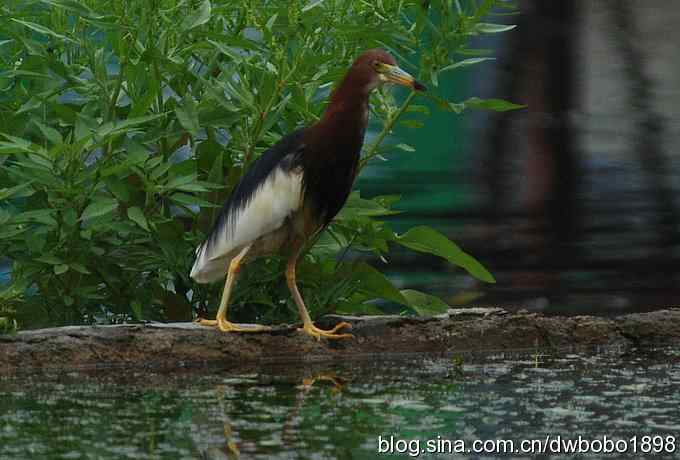 鸟友同游怀沙河