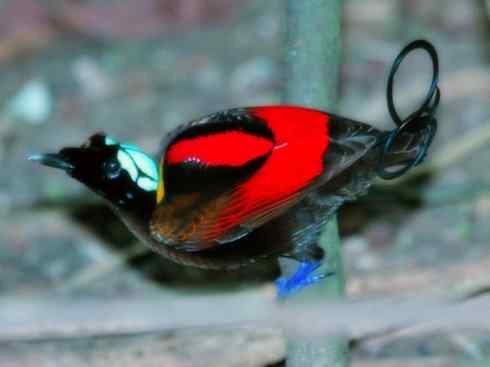 美丽无罪:雀鸟之极乐鸟 美丽无罪:雀鸟之极乐鸟