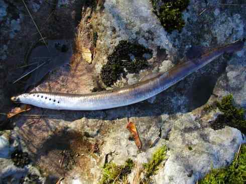 鱼类活化石：七鳃鳗