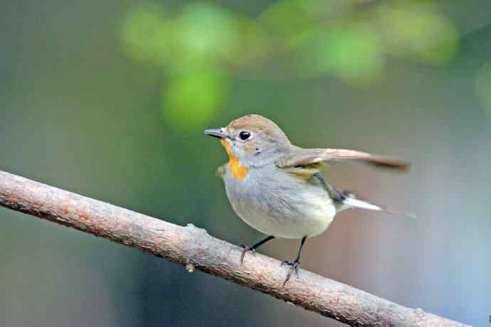 雄性红喉姬鹟（2）