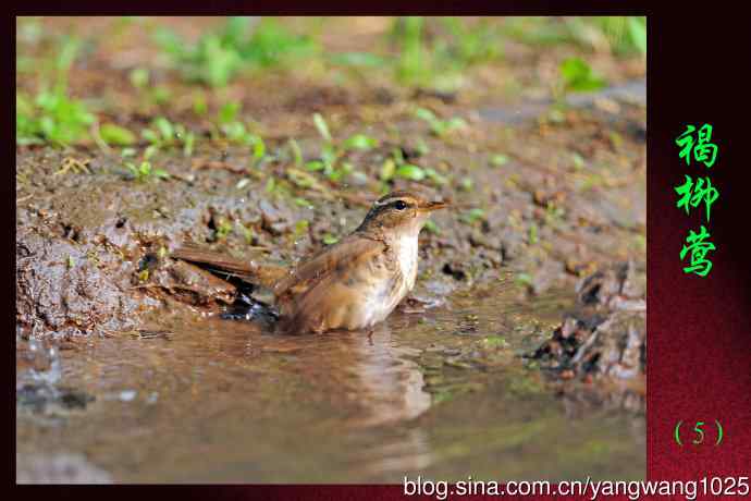 褐柳莺（5）