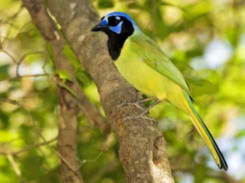 美丽无罪：雀鸟之蓝鸦