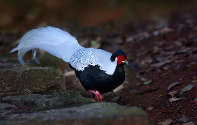 鹇鹭之洁---白鹇