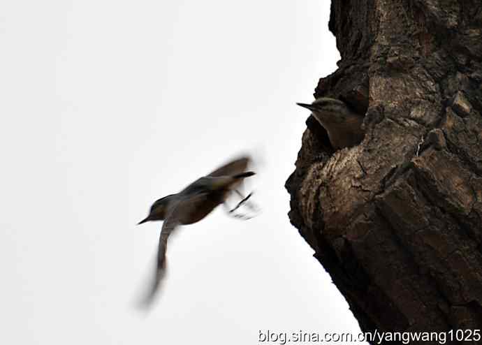 黑头鳾（shi）的小家