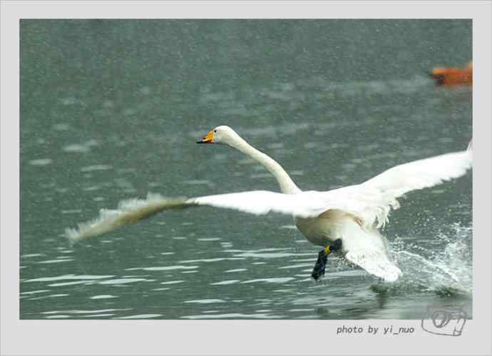 北京动物园水禽（2009-11-12）