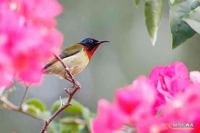 我的“太阳”——厦门拍“叉尾太阳鸟”