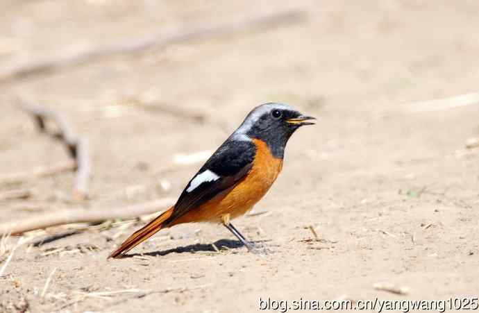 雄性北红尾鸲（12）