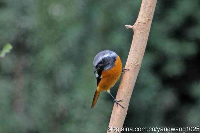 雄性北红尾鸲（35）