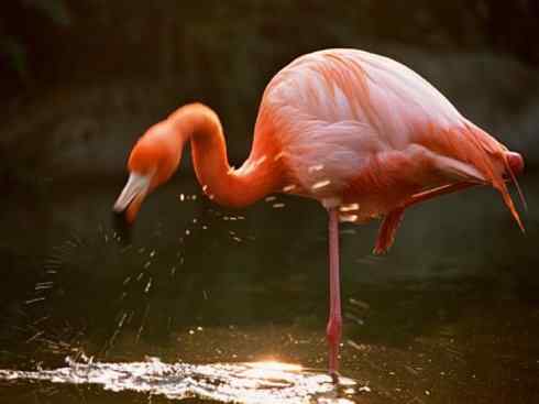极品红色鸟类：火烈鸟