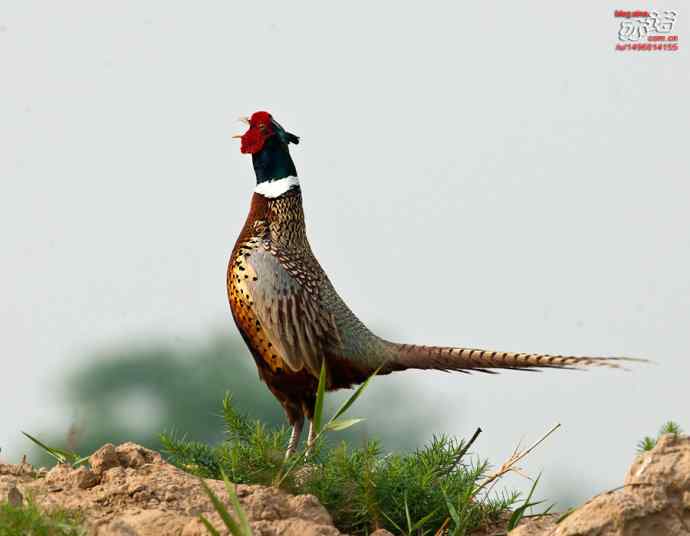 衡水湖&nbsp;wbr路&nbsp;wbr雉鸡