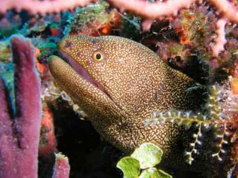 龙：传说的兽原型探秘（鲤鱼）