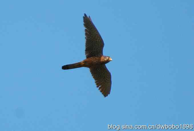 鸟友同游怀沙河