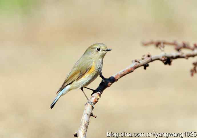 雌性红胁蓝尾鸲(38)