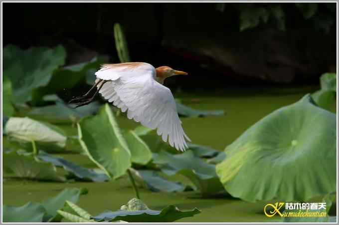最后一抹夕阳下的鈥溑１仇剽潯菊掌