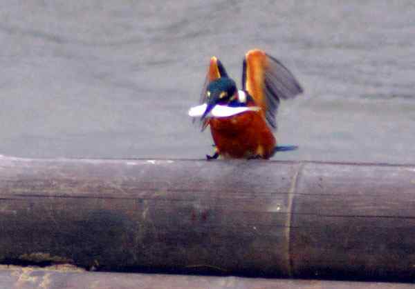 与小翠的亲密接触，珠海独行（三）（组图）