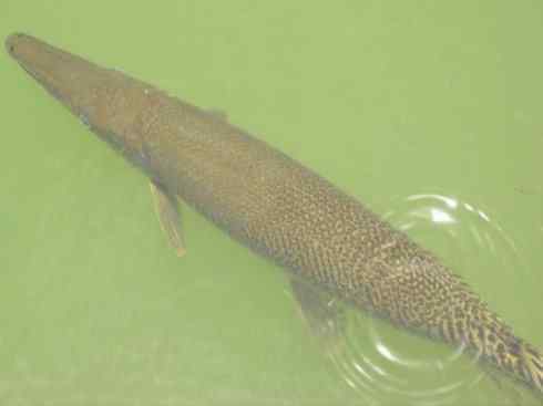 鱼类活化石：鳄雀鳝