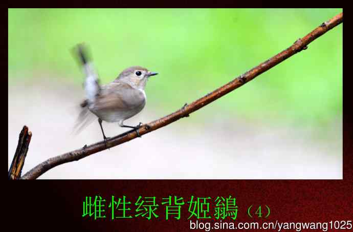 雌性绿背姬鶲（4）