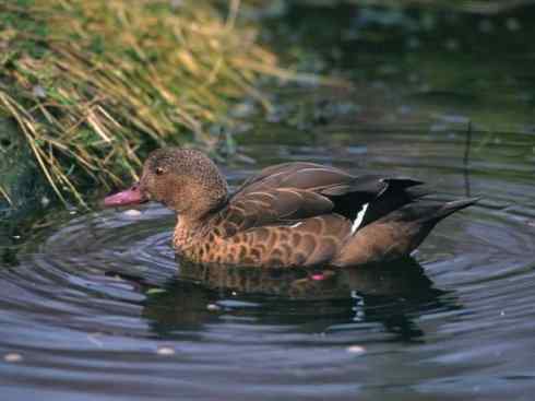 欣赏：美丽的钻水鸭2