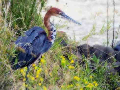天生猎手：非猛禽类猎手之六（重量级的杀手——大型鹭鸟）