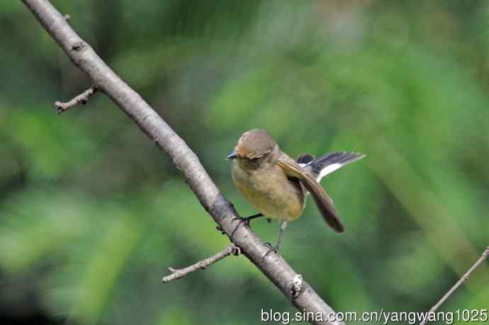 秋天的红喉姬鹟(8) 秋天的红喉姬鹟(8)