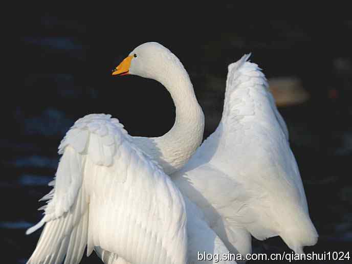 水禽湖冬季运动会