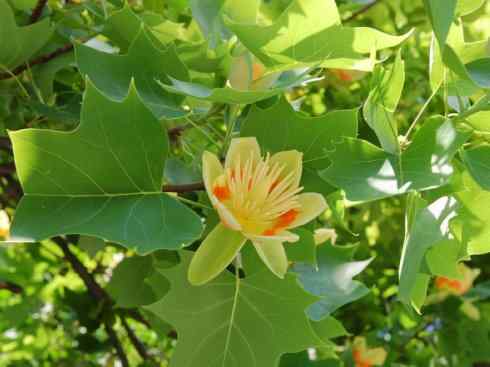 鱼类活化石：非洲肺鱼