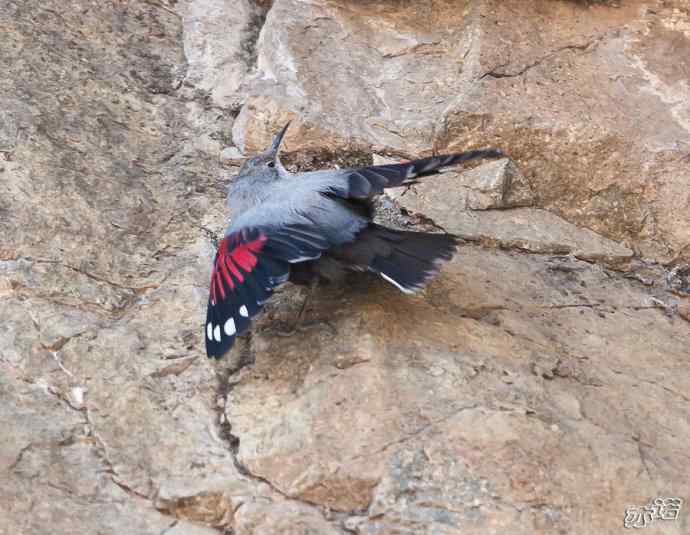 永定河峡谷 wbr路 wbr红翅旋壁雀 永定河峡谷 wbr路 wbr红翅旋壁雀