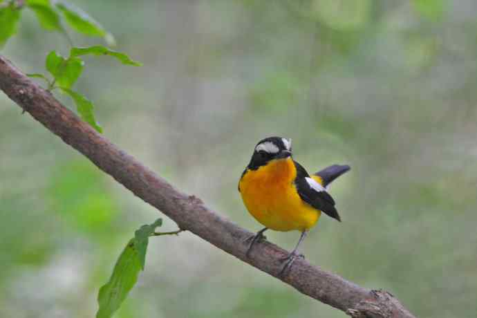 雄性白眉姬鹟（16）