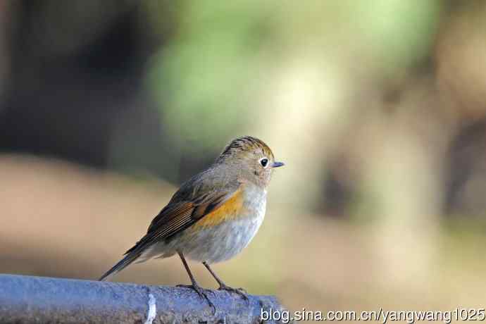 北京天坛公园的鸟类——早餐中的雌性红胁蓝尾鸲