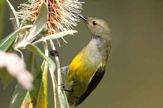 因太阳而更加美丽，因红尾而呈上吉祥
