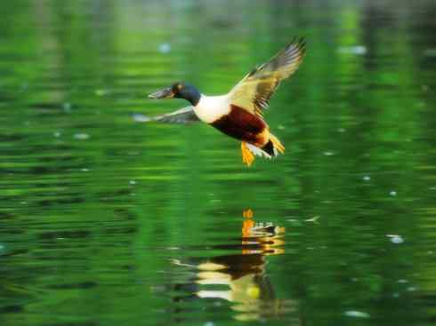 雁鸭之最之八（海番鸭、琵嘴鸭、绿翅鸭、鹊鸭）