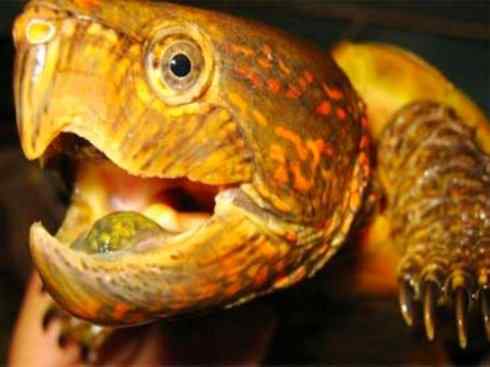 玄武:传说的兽原型探秘(平胸龟) 玄武:传说的兽原型探秘(平胸龟)