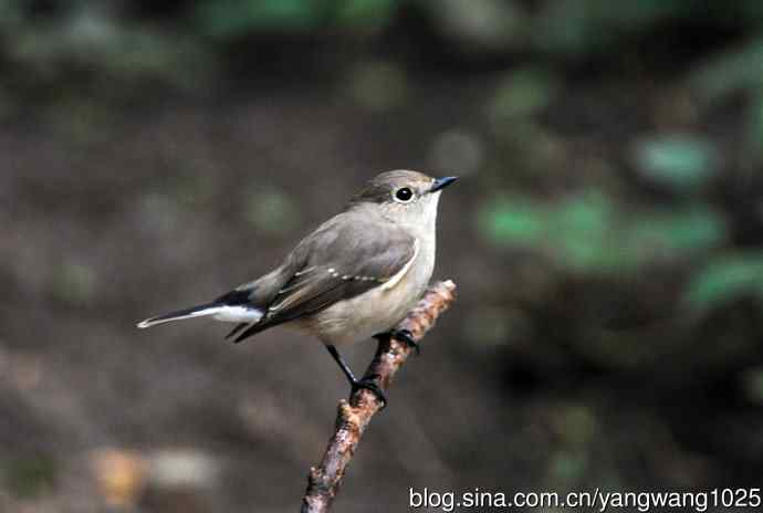 红喉姬鹟（10）