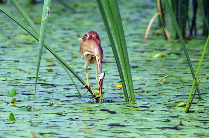 捕鱼的黄苇鳽（记实）2