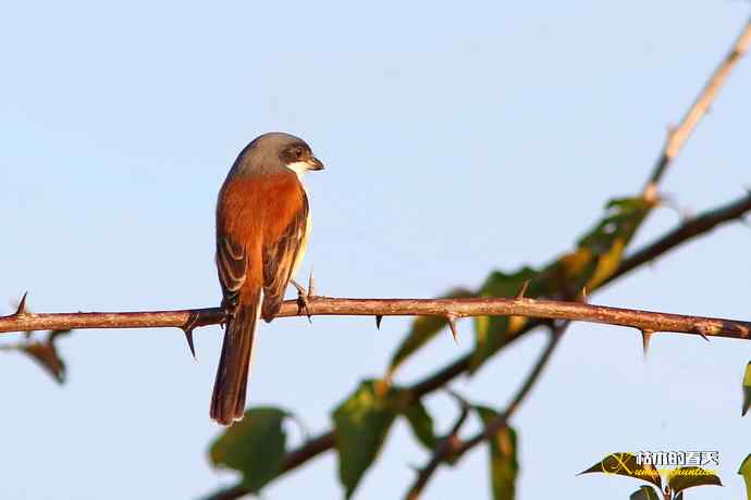 白斑黑石鵖 wbr wbr斑纹鸟 wbr wbr栗背伯劳