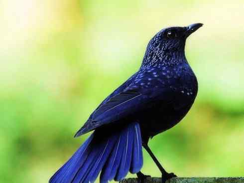 美丽无罪：雀鸟之矶鸫