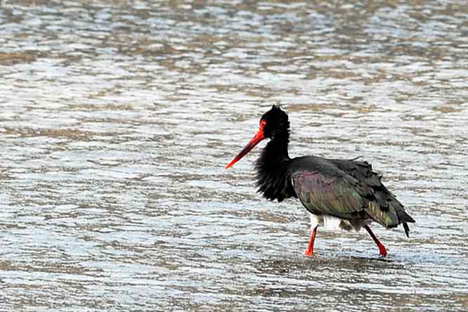 黑鹳很绚丽 后果很斑斓