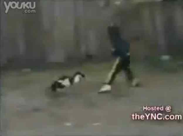 【视频】鸟类攻击人类的故事