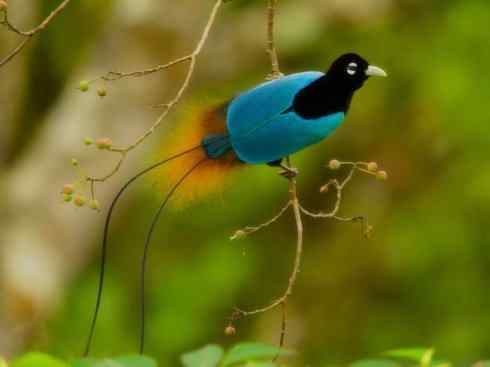 美丽无罪:雀鸟之极乐鸟 美丽无罪:雀鸟之极乐鸟