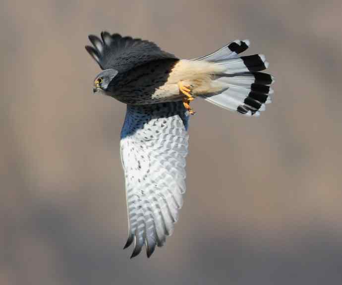 这只红隼很安逸