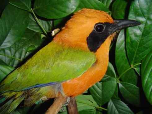 绝色攀禽：佛法僧目之翠鴗2