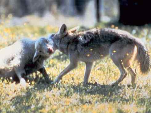 犬科:犬亚科犬属之郊狼、红狼 犬科:犬亚科犬属之郊狼、红狼