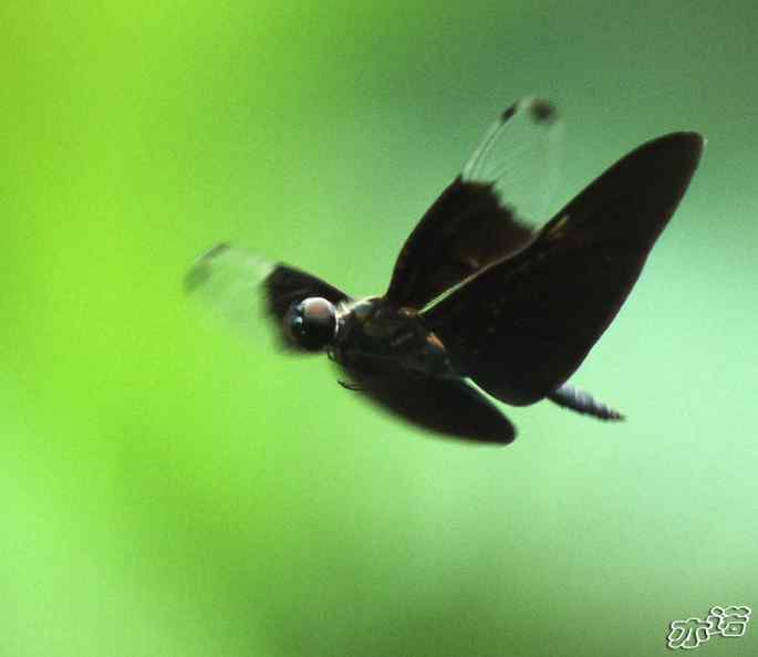 圆明园&nbsp;wbr路&nbsp;wbr黑丽翅蜻鈥斺敽商裂蘧