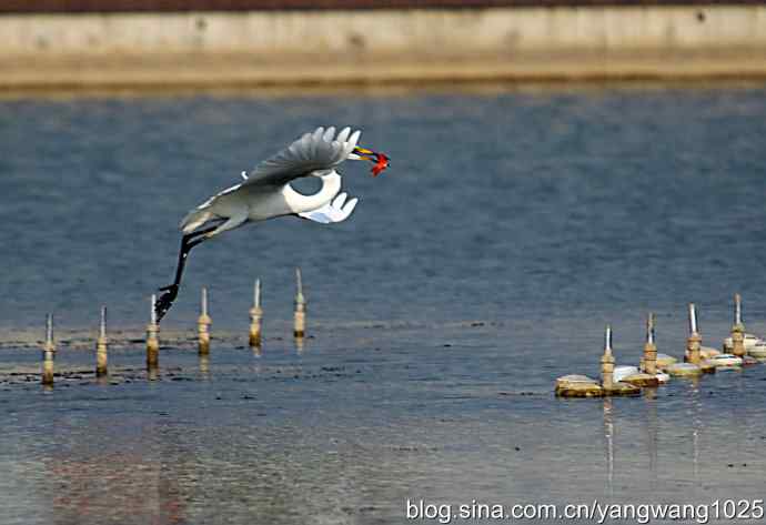 白鹭（捕鱼）