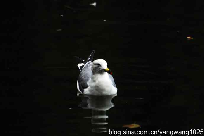 北京动物园的鸟类——海鸥(1)