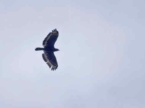 十大喜食蜂蜜动物:凤头蜂鹰 十大喜食蜂蜜动物:凤头蜂鹰
