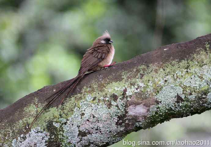 斑鼠鸟 wbr黑腹鸨 wbr黄喉沙鸡
