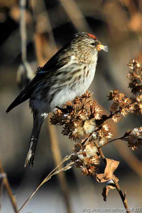 白腰朱顶雀(1) 白腰朱顶雀(1)
