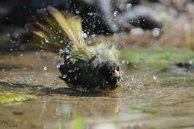嬉水的领雀嘴鹎